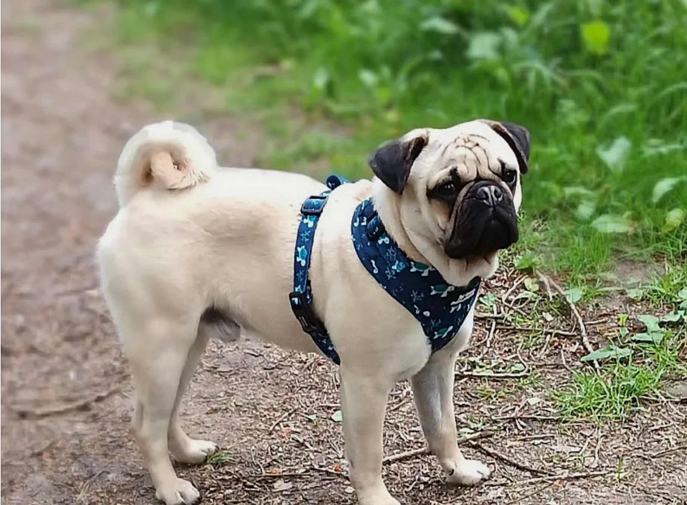 Retro Pug Growth Caclculator