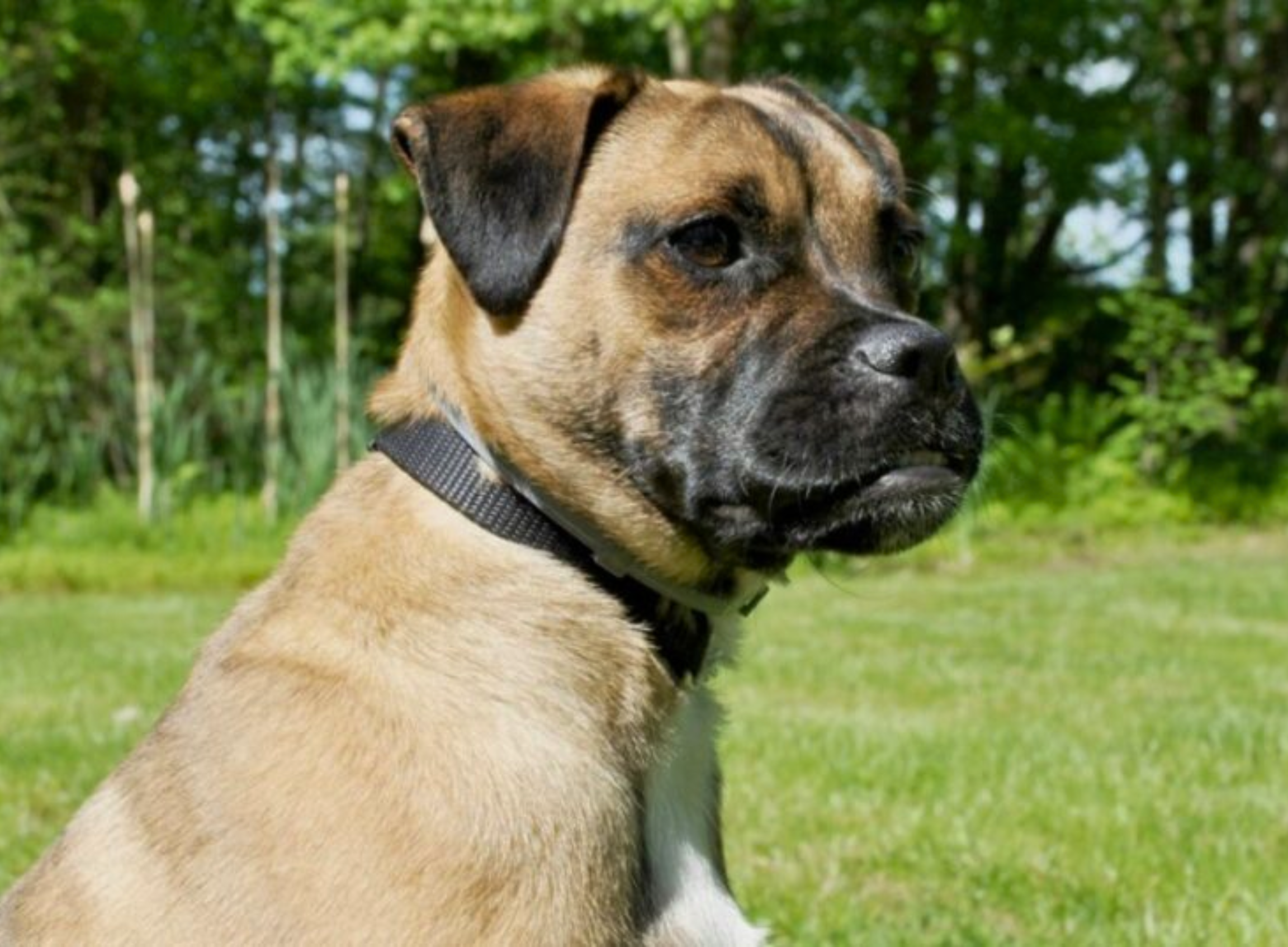 Retro Pug Growth Caclculator