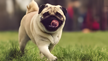 homemade pug treats healthy recipes