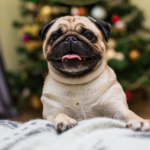 Dog's Healthy Weight