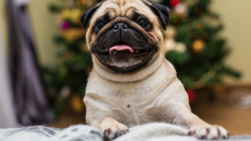 Dog's Healthy Weight