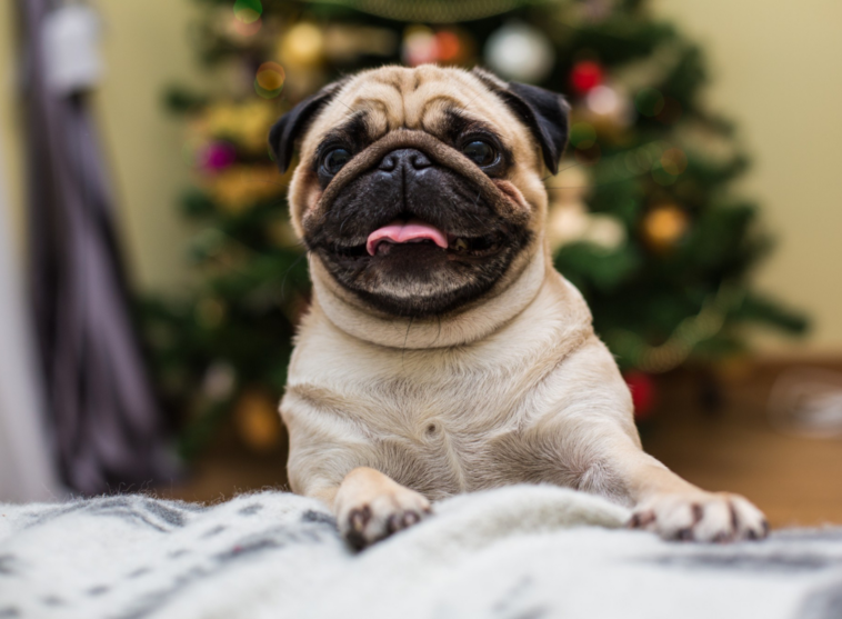 Dog's Healthy Weight