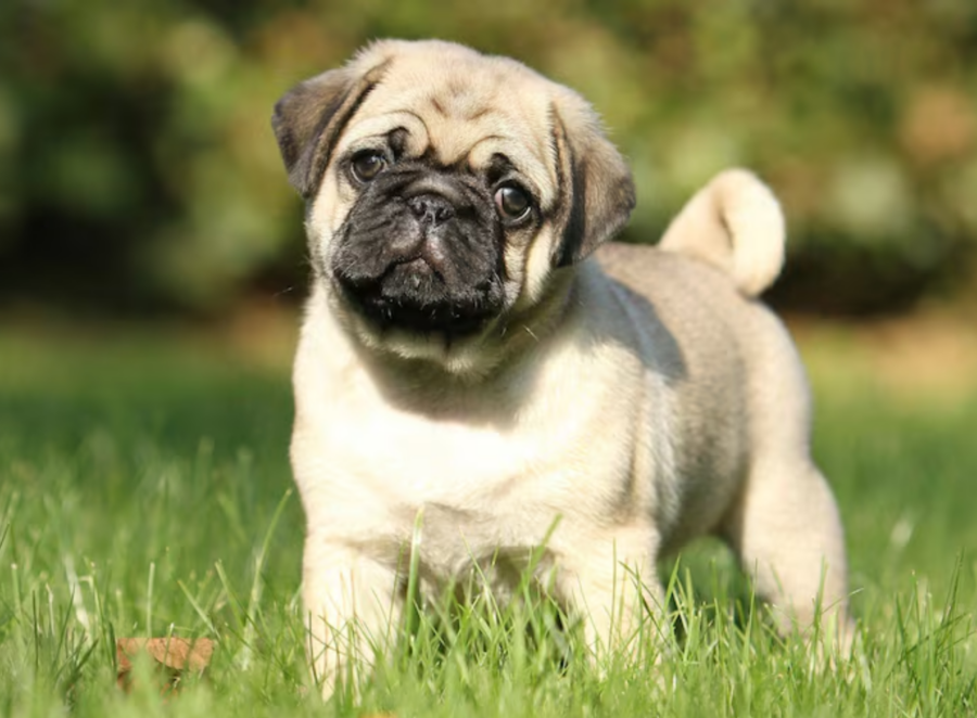 pug's lifespan