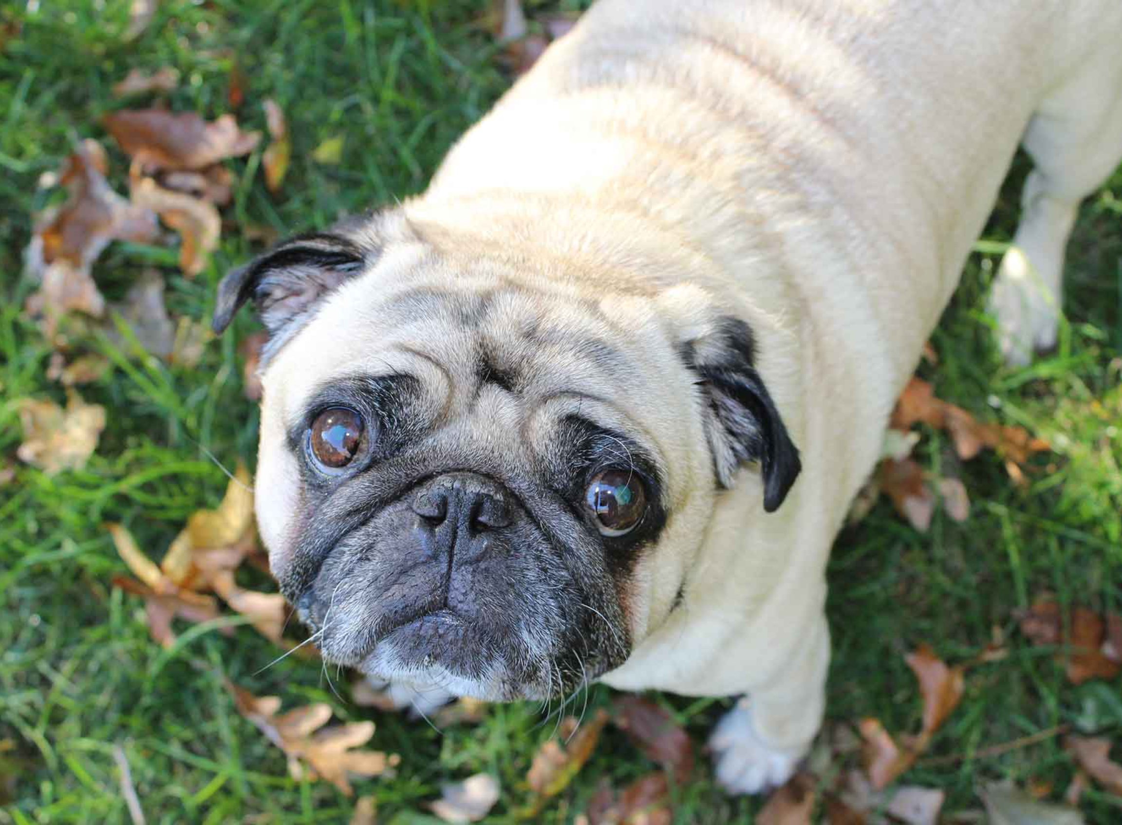 brachycephalic-obstructive-airway-syndrome