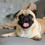 brachycephalic-obstructive-airway-syndrome