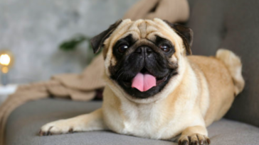 brachycephalic-obstructive-airway-syndrome