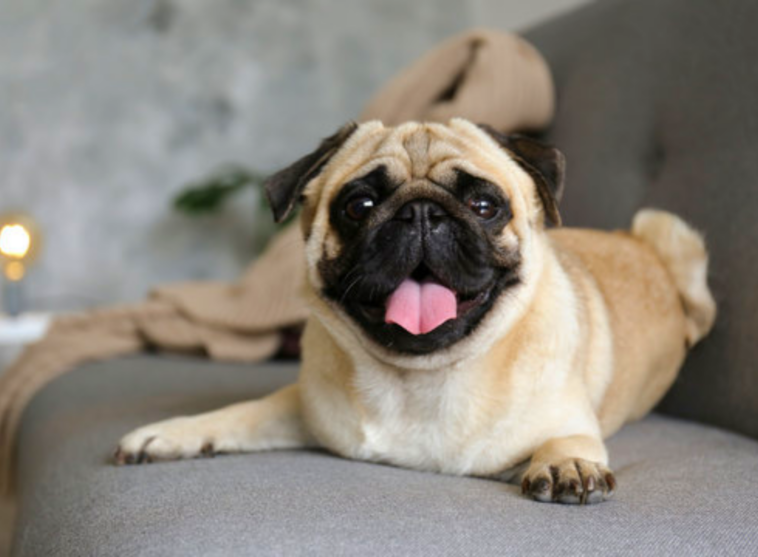 brachycephalic-obstructive-airway-syndrome
