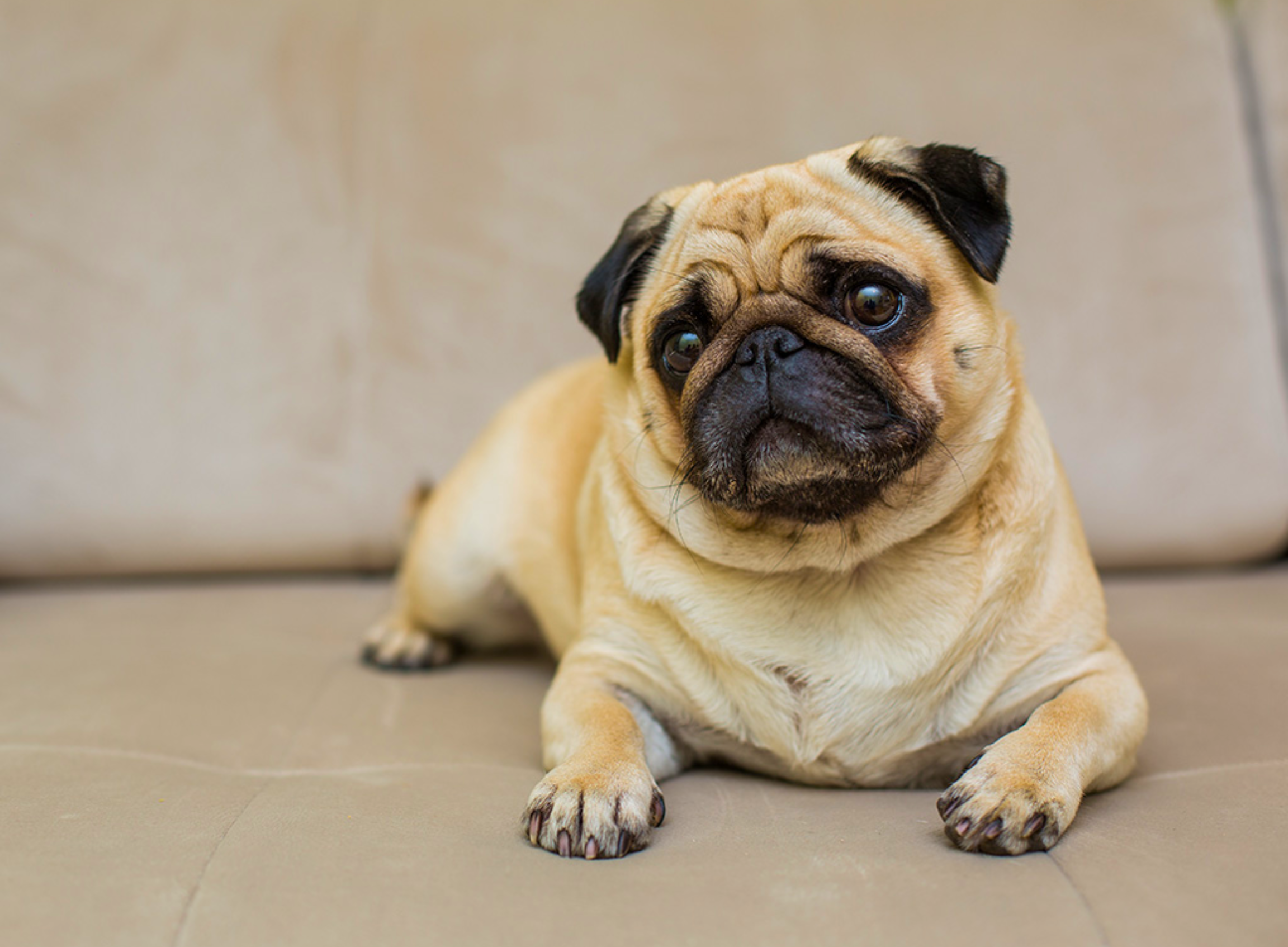 brachycephalic-obstructive-airway-syndrome