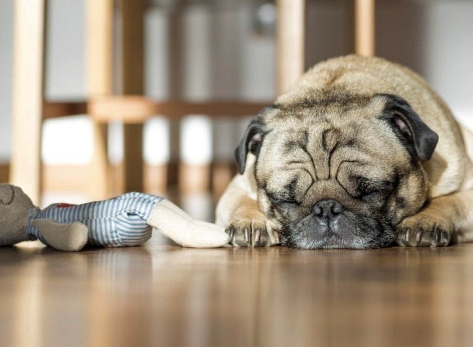 Pug Dog Encephalitis