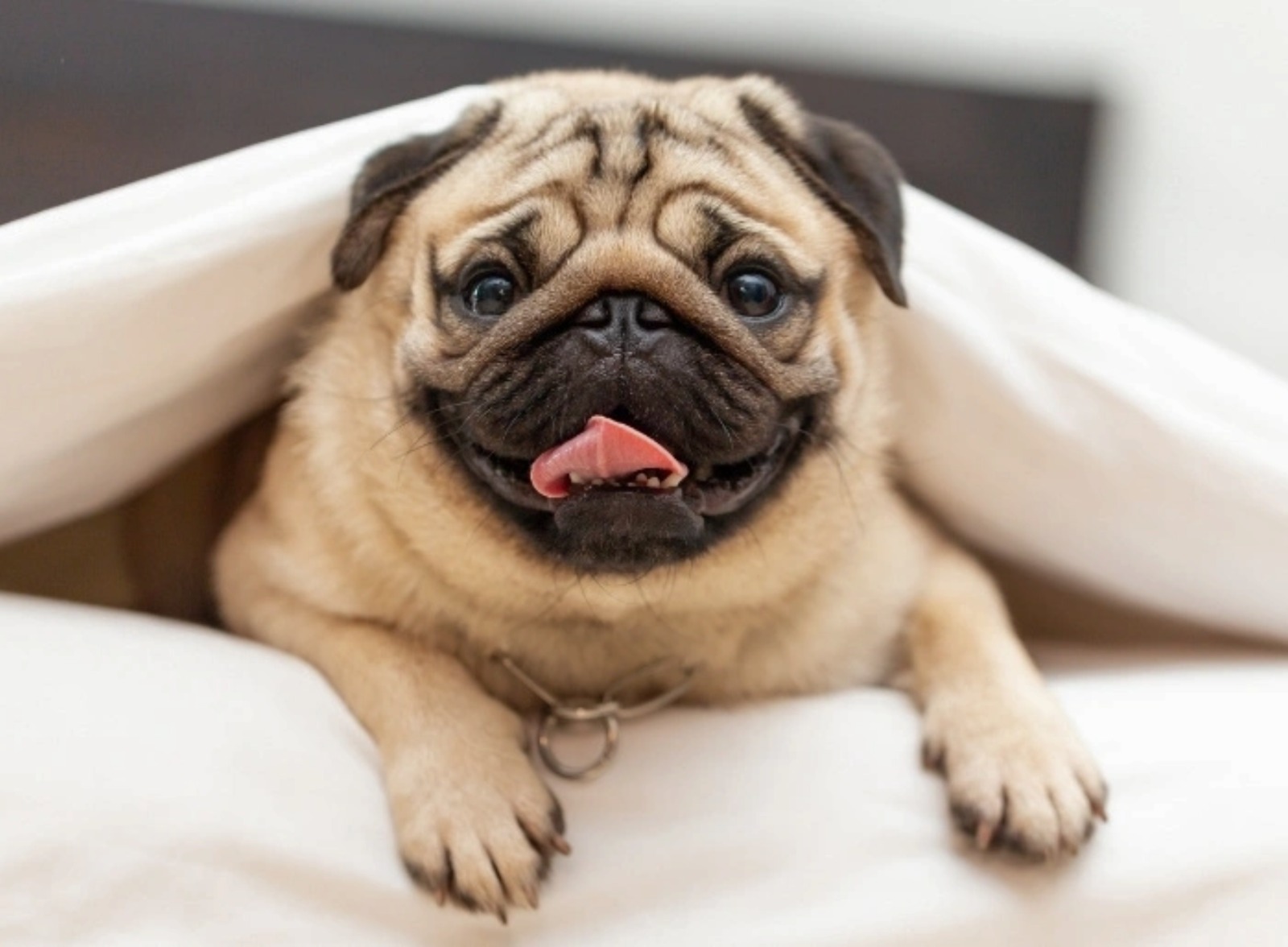Pug Dog Encephalitis