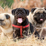 pug's lifespan