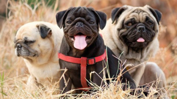 pug's lifespan