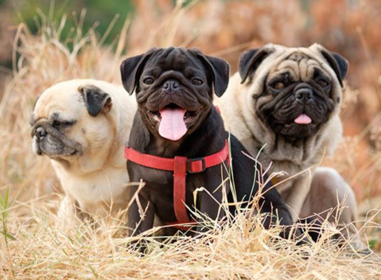 pug's lifespan