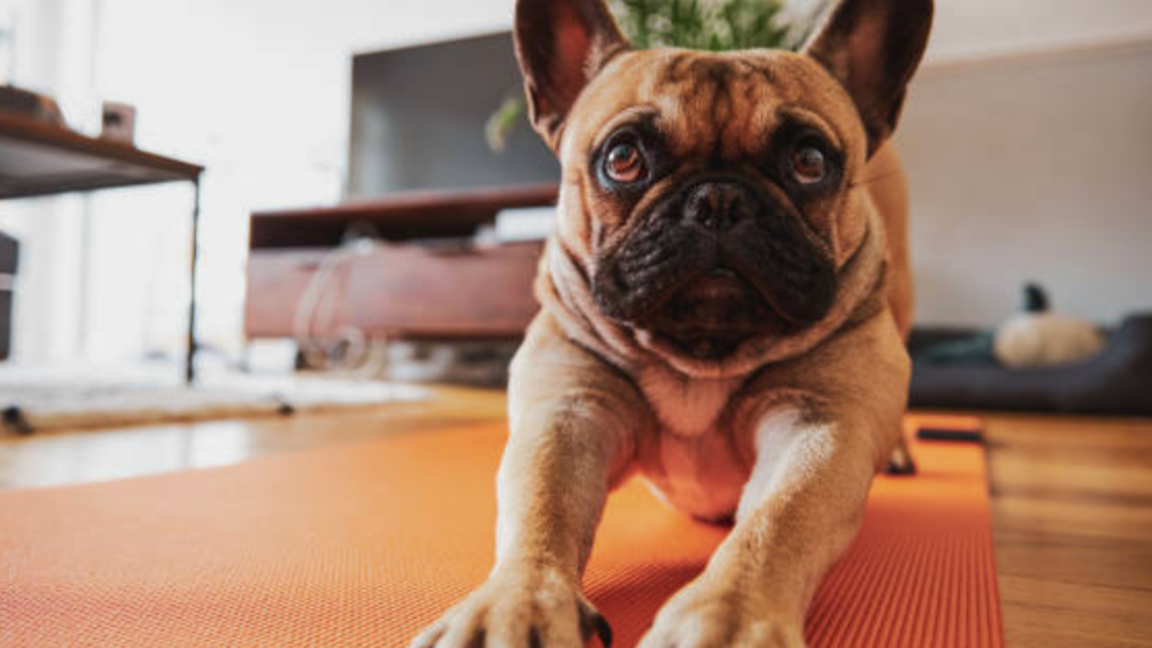 puppy yoga