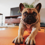 puppy yoga
