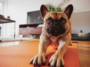 puppy yoga